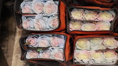 中厄各界人士期盼双边经贸合作新机遇