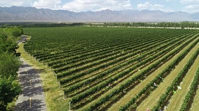 贺兰山新貌：昔日戈壁滩变身葡萄酒旅游胜地