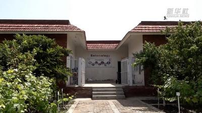 中国技术助力巴基斯坦蜂农“甜蜜事业”