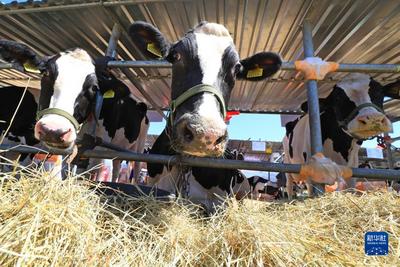 白俄罗斯农业展在中白工业园举办