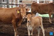 Over 3,200 breeding cattle from Australia arrive in China's Guangzhou