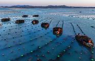 Kelp harvest begins in Rongcheng, E China's Shandong