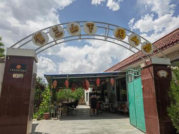 戈壁滩上藤蔓万顷赋能乡村振兴