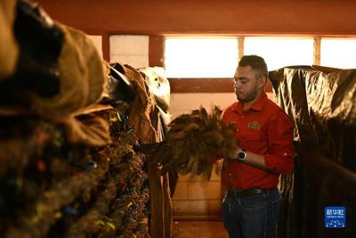 洪都拉斯丹利：生产雪茄