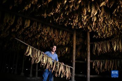 洪都拉斯丹利：生产雪茄