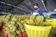 Qinzhou bonded port in south China becomes major durian import channel