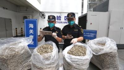 中国首次进口肯尼亚野生鳀鱼产品