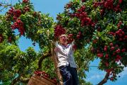Southern Chinese city of Guiping celebrates lychee harvest