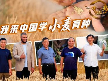 全球连线｜我来中国学小麦育种