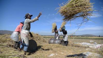 全球连线 | 跨越大洋的稻花香