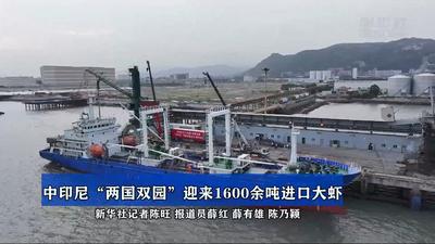 中印尼“两国双园”迎来1600余吨进口大虾