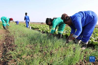 探访中国在非洲援建的第一个农业技术示范中心