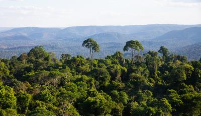 中巴地球资源卫星助力亚马孙雨林保护