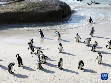 走进非洲企鹅栖息地