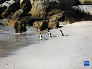 走进非洲企鹅栖息地