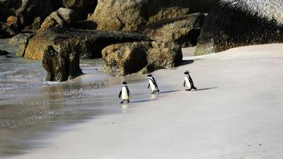 走进非洲企鹅栖息地