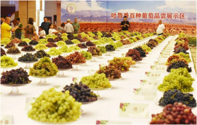 “阳光之城·甜蜜之旅·魅力鄯善”——鄯善优质好物齐聚展会尽显风采