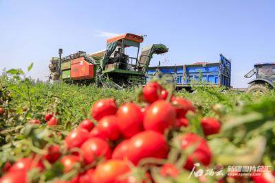 补齐链条短板 用活优势资源 新疆优质果蔬大踏步走出国门
