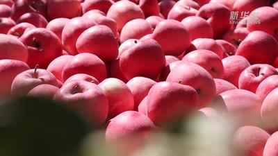 甘肃静宁苹果俏销“一带一路”沿线国家