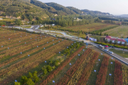 N.China Shanxi Jingle reaps high-quality quinoa industry after decade-plus development