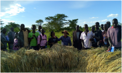 南南合作助力乌干达减贫与发展——中国–联合国粮农组织–乌干达南南合作项目