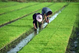 Forum on promoting B&R agricultural cooperation and development to be held in Beijing