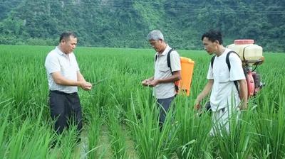 全球连线｜跨山越海的“金种子”情