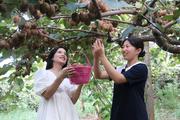 Fengxin County in E. China's Jiangxi celebrates bountiful harvest of kiwifruit