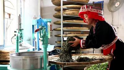 一带一路·中国故事｜一盏六堡茶，万里亦为邻