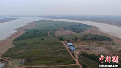 探访“药都”樟树道地药材种植基地：规模化、标准化、数字化