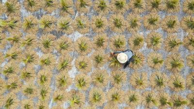 中国“土专家”助力共建“一带一路”国家农业发展