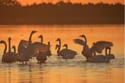 Migratory whooper swans spend winter in wetland of E. China's Rongcheng