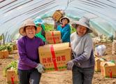 E.China's Tengzhou hosts potato expo to seek opening-driven development