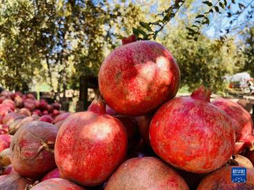首次亮相进博会的阿富汗石榴