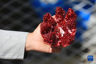 首次亮相进博会的阿富汗石榴