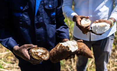 “一带一路”故事绘|南海之滨到刚果河畔 热带沃土孕薯香