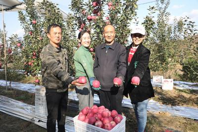 陕西志丹：小小苹果绿了黄土高原  鼓了村民钱包