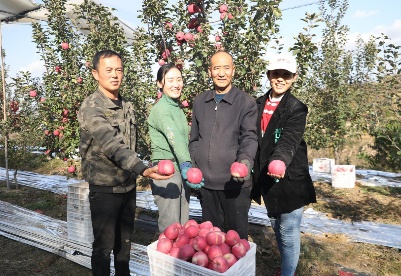 陕西志丹：小小苹果绿了黄土高原  鼓了村民钱包