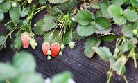 Strawberry planting boosts rural revitalization in E. China's Shandong