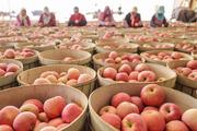 E. China's Weihai sees 14,000 tonnes of apples export in Jan.-Oct.