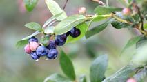 Thriving blueberry industry draws blueprint for rural revitalization in Linshu, E. China's Shandong province