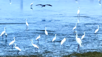 “一带一路” 世界合奏——重走海上丝绸之路——（21）守望回家