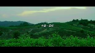 “一带一路” 世界合奏——重走海上丝绸之路——（20）茶香四海（下）