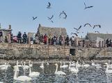 Tourists flood in seaside village to watch gathering swans at Rongcheng of E. China's Shandong