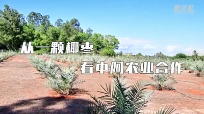 “洋记者”看美丽中国：从一颗椰枣看中阿农业合作