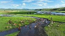China imports dairy sheep breed from New Zealand