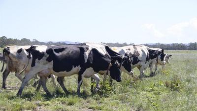 “深耕中国市场前景大好”——澳大利亚乳制品行业期待更好开拓中国市场