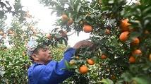 South China's Guangxi sees booming fruit exports