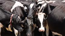 GLOBALink | Australia's dairy producers look to better explore Chinese market
