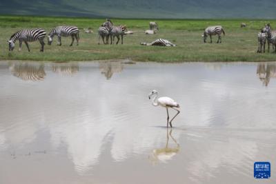 走进坦桑尼亚恩戈罗恩戈罗自然保护区